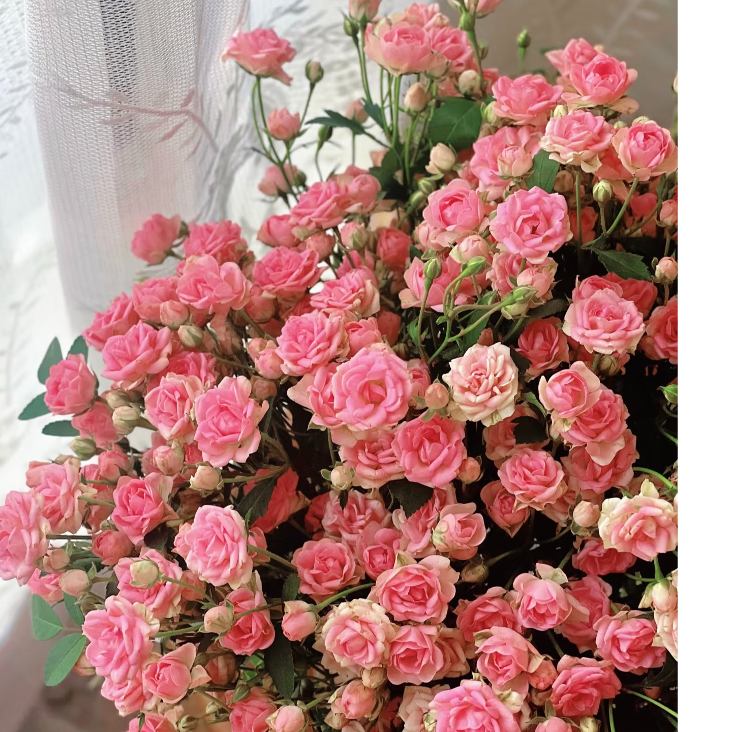  【阿雅满天星多头玫瑰 】任意两单及两单以上鲜花顺丰包邮发货