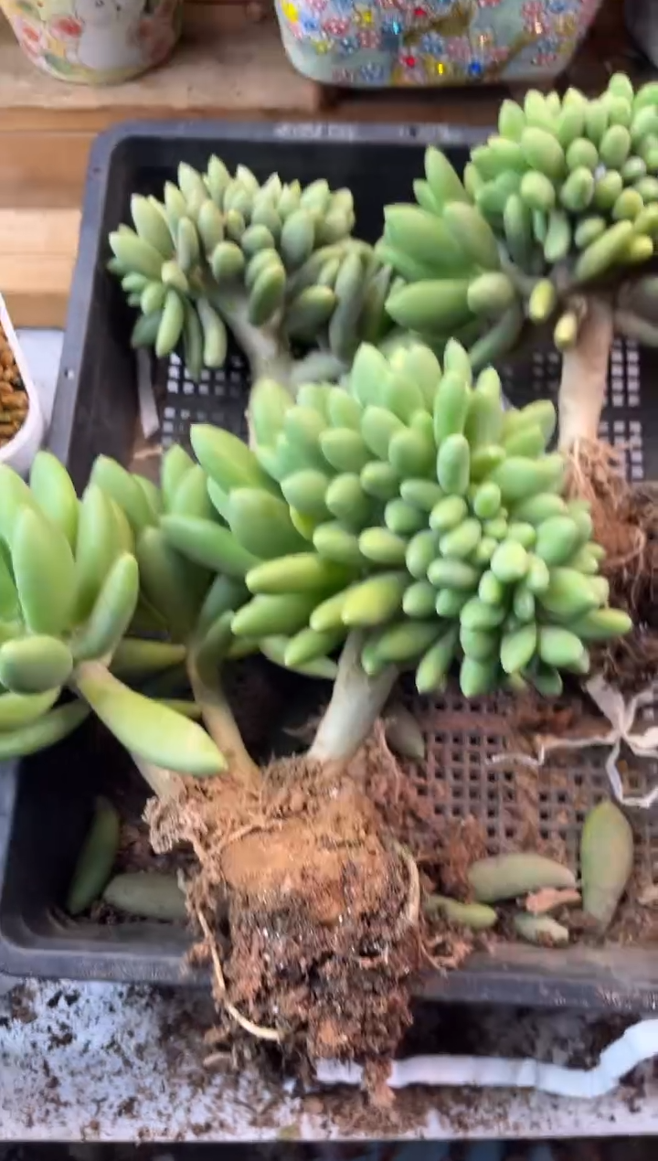 范***肉11.15-34金蝉缀化1111111