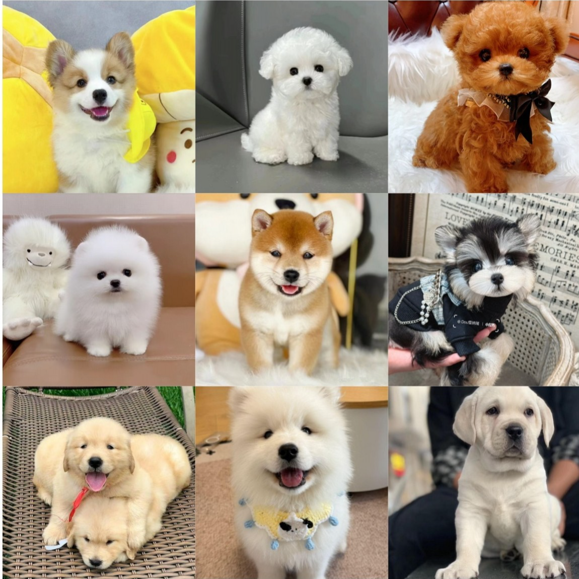 （上海看上它犬舍）正规下单包健康的比熊柴犬等各类大中小型犬出售