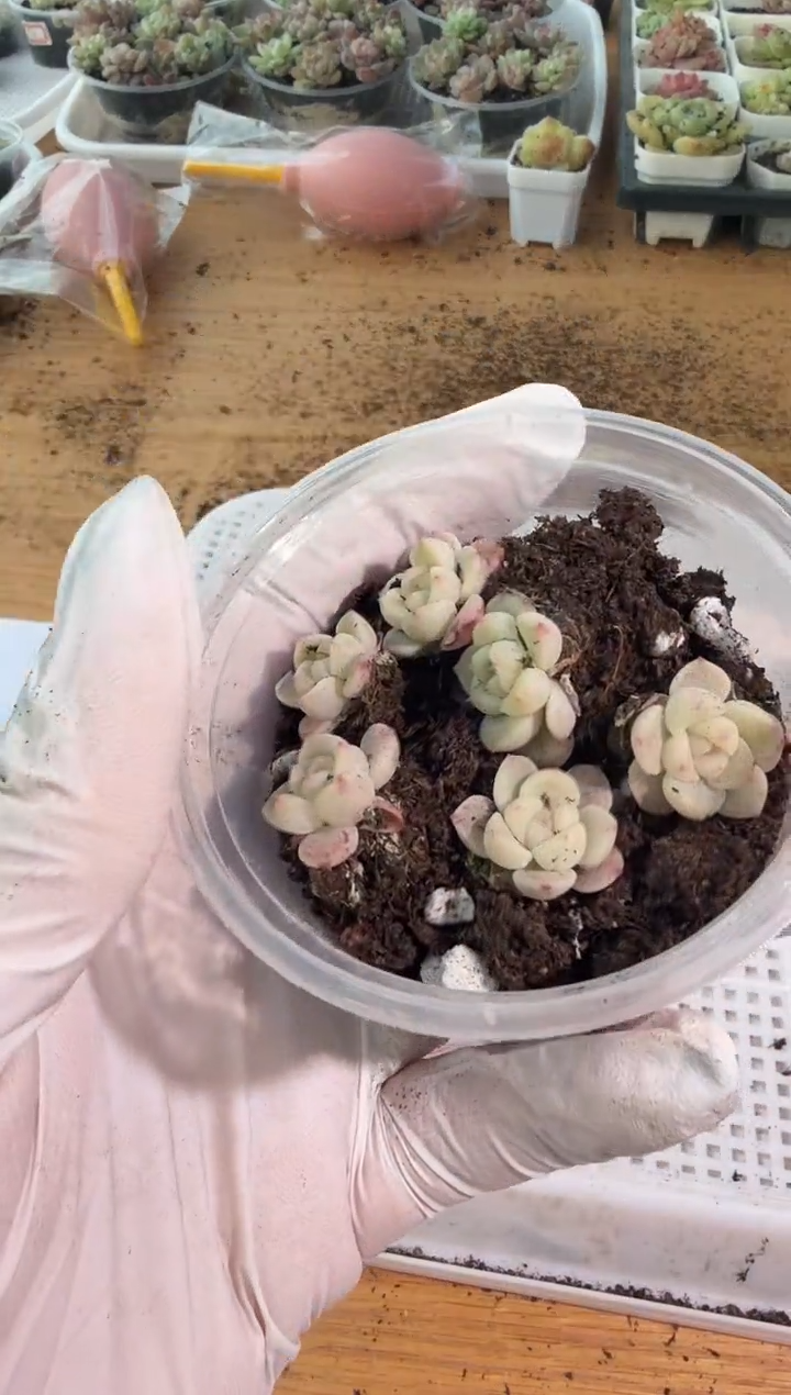 T7 小圆盒1盒 6颗单双混 量拍混发