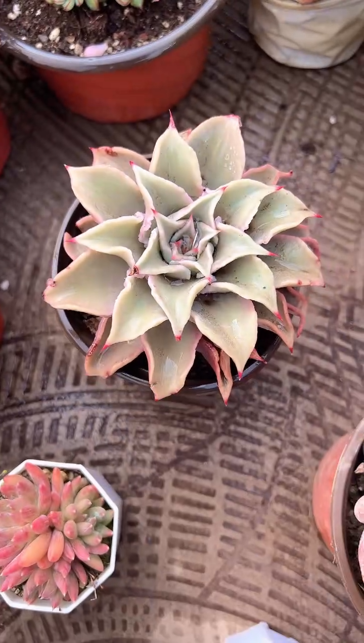 悠*#多肉植物一物一拍17211