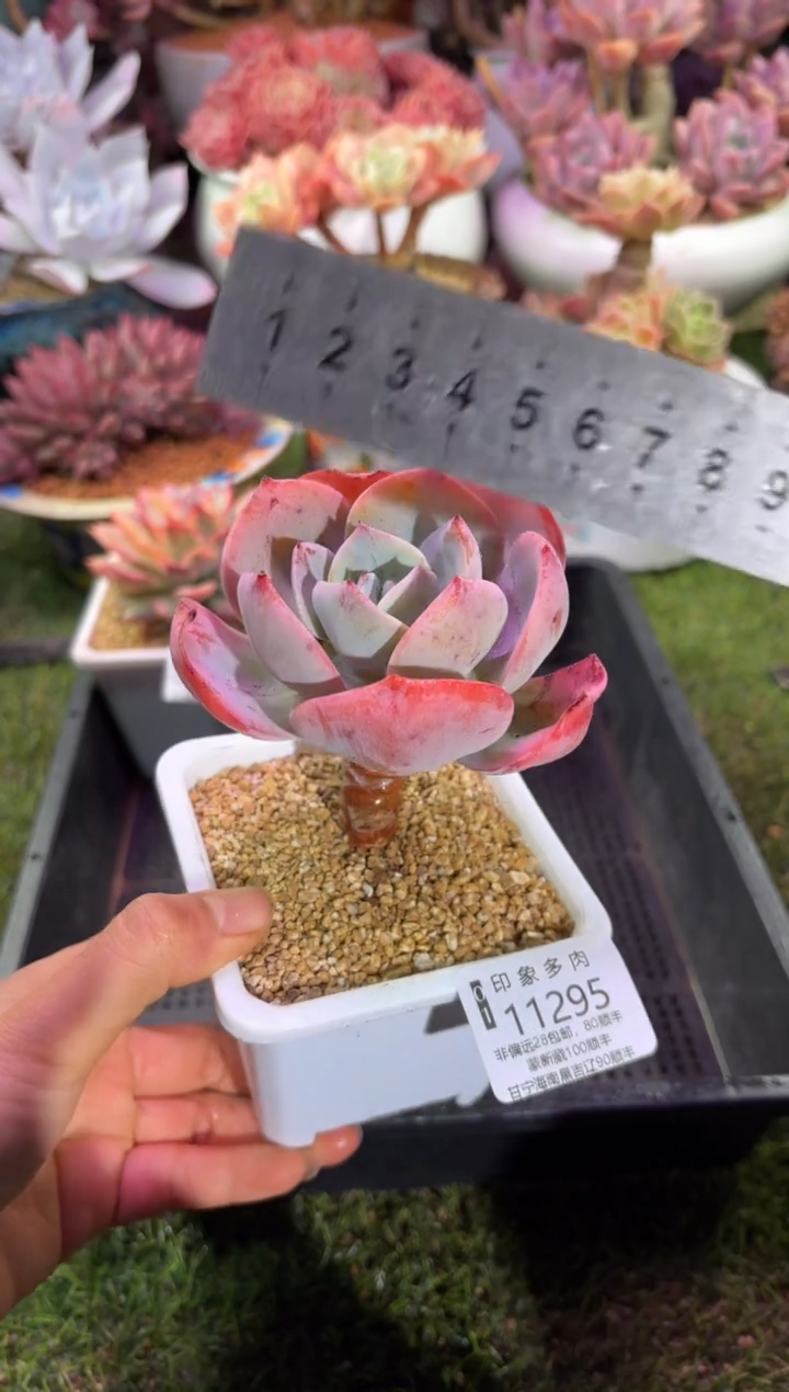 【闪购商品】11295