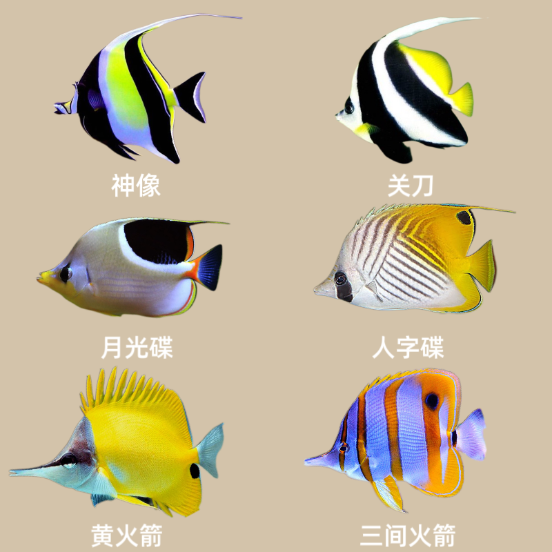 鲽鱼（一物一拍）以直播间挑的品相就尺寸为准