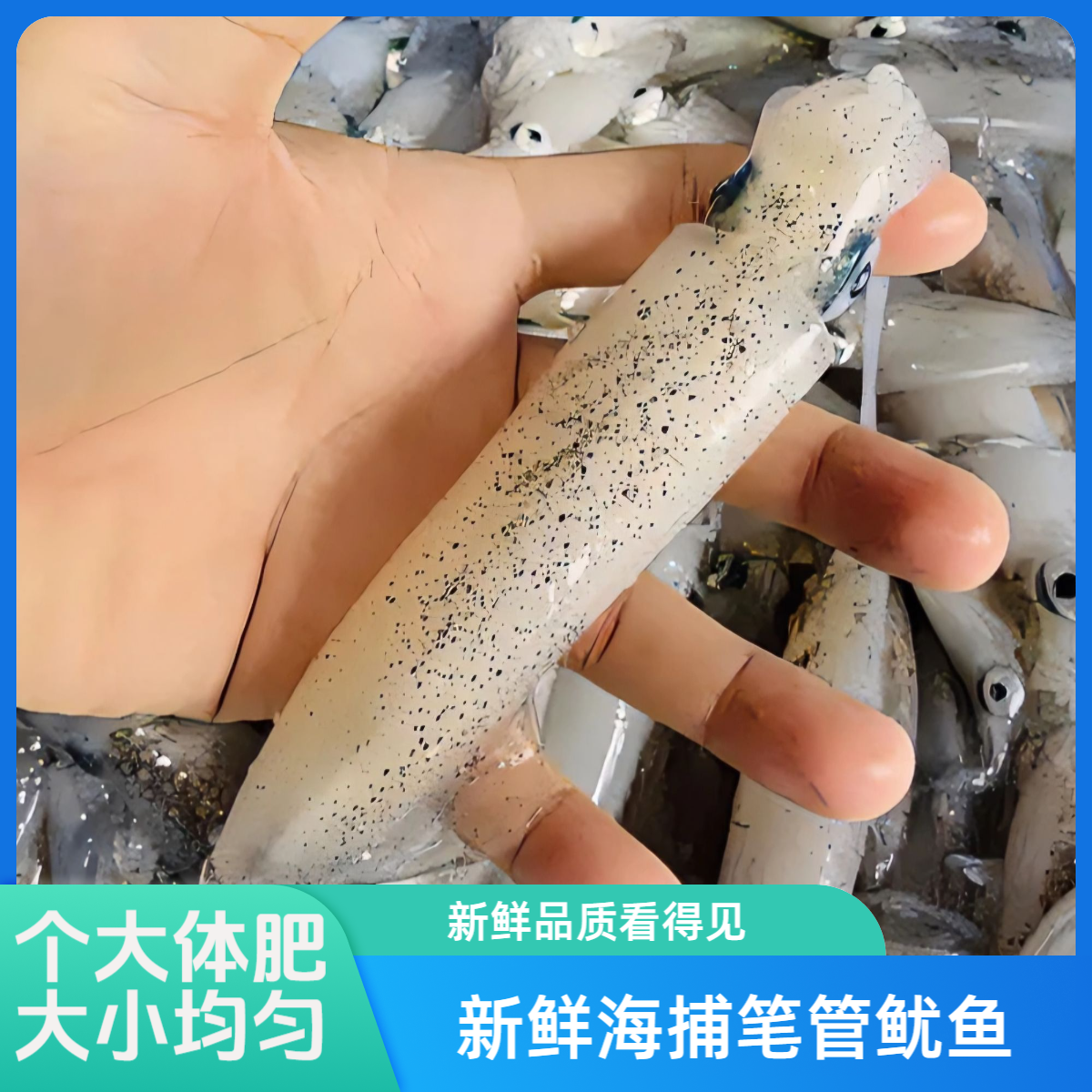 新鲜海捕小笔管鱿鱼海兔小乌贼
