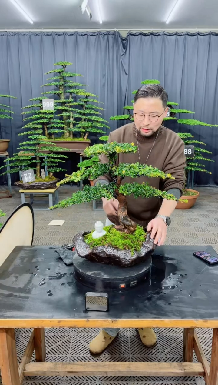 无花朵盆景......