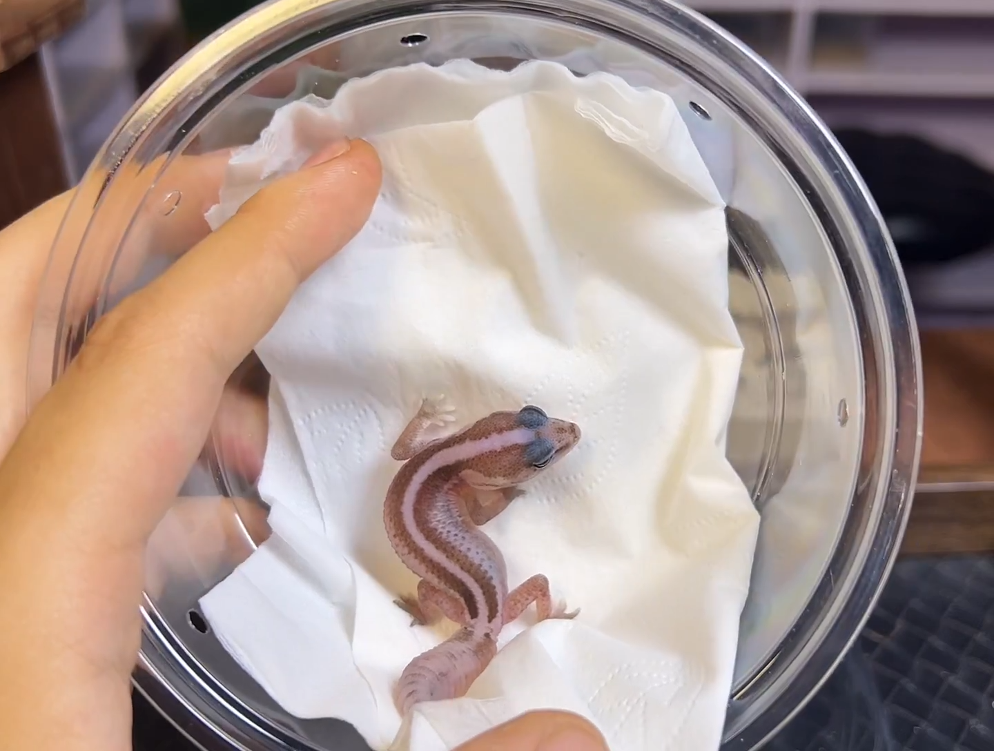 肥尾守宫 奥利奥无纹