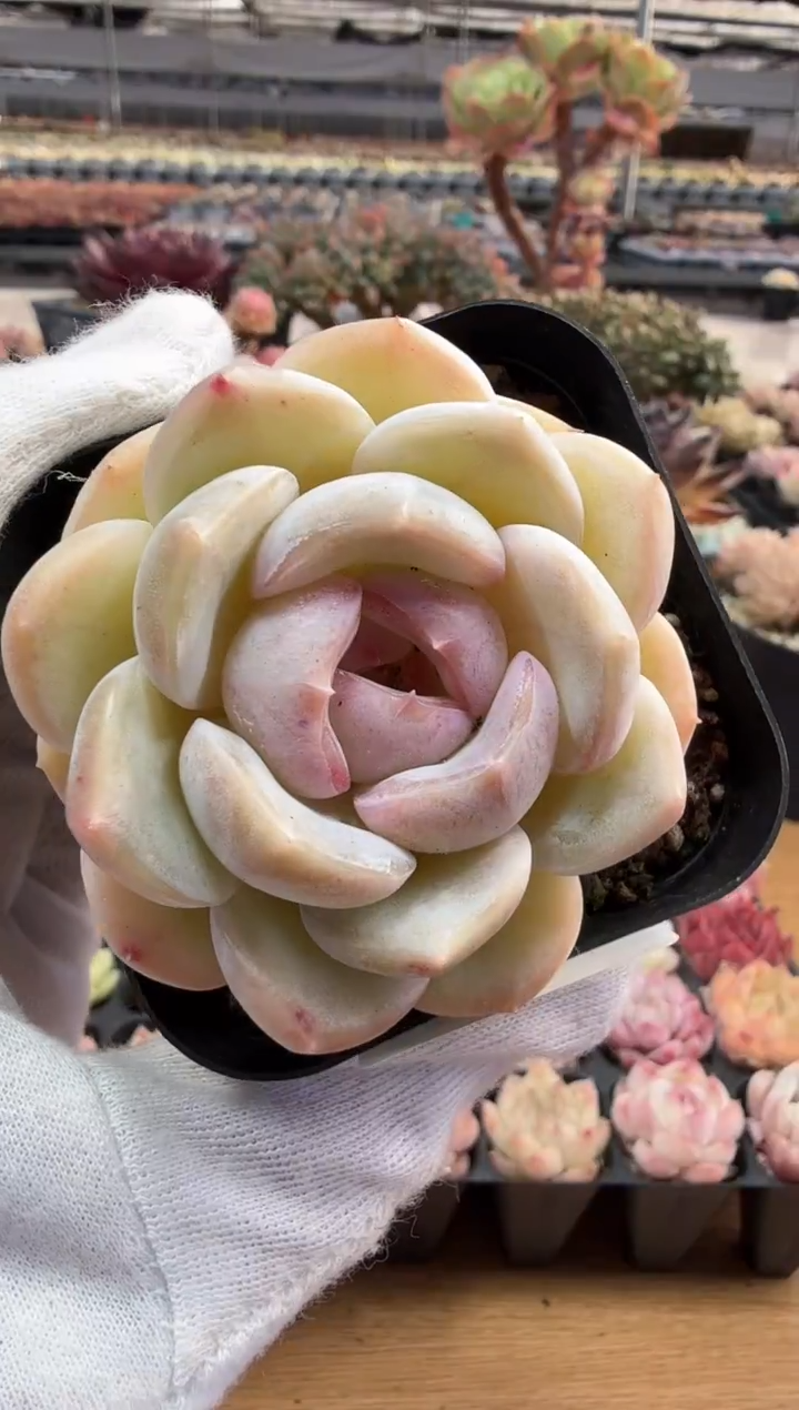 东云多肉园二店-182