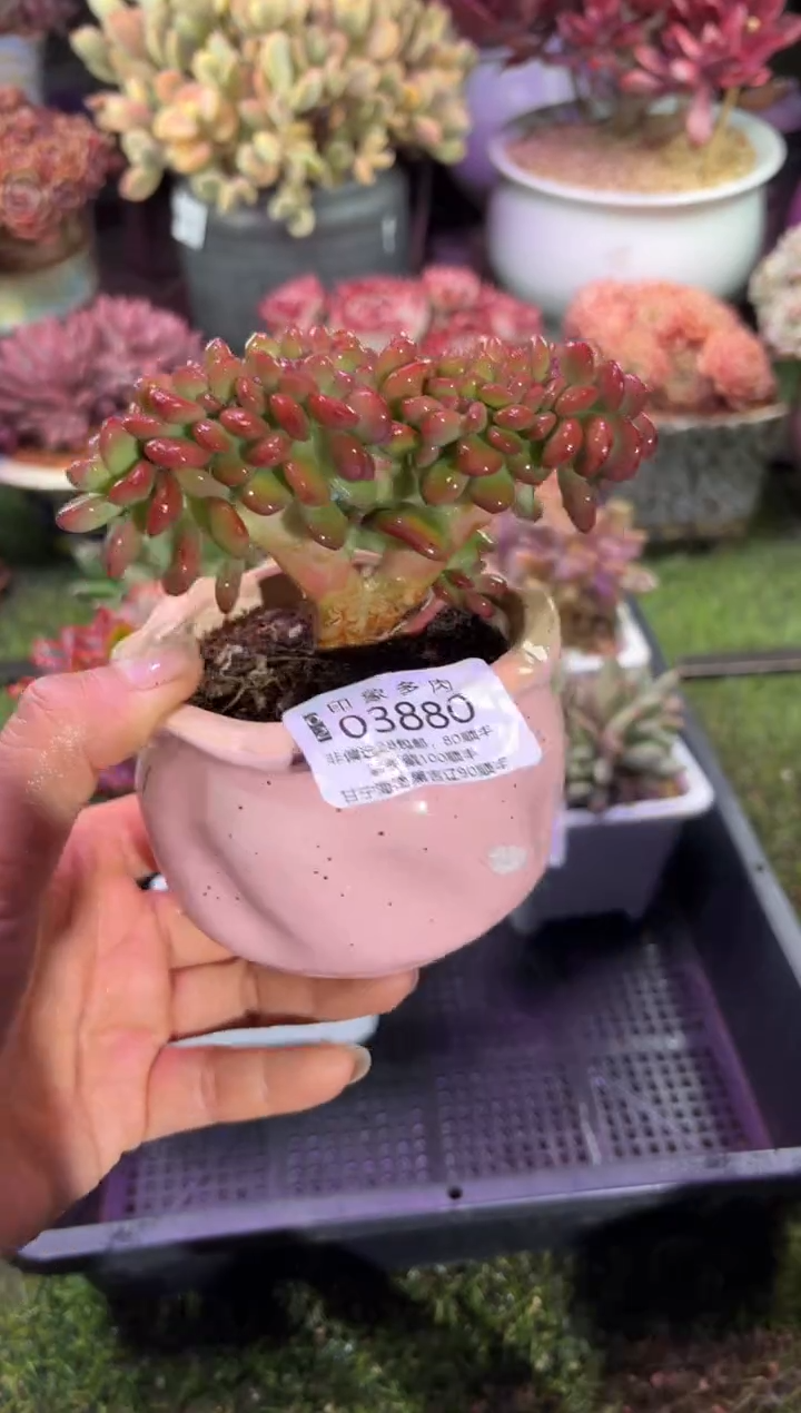 【闪购商品】03880脱土带盆