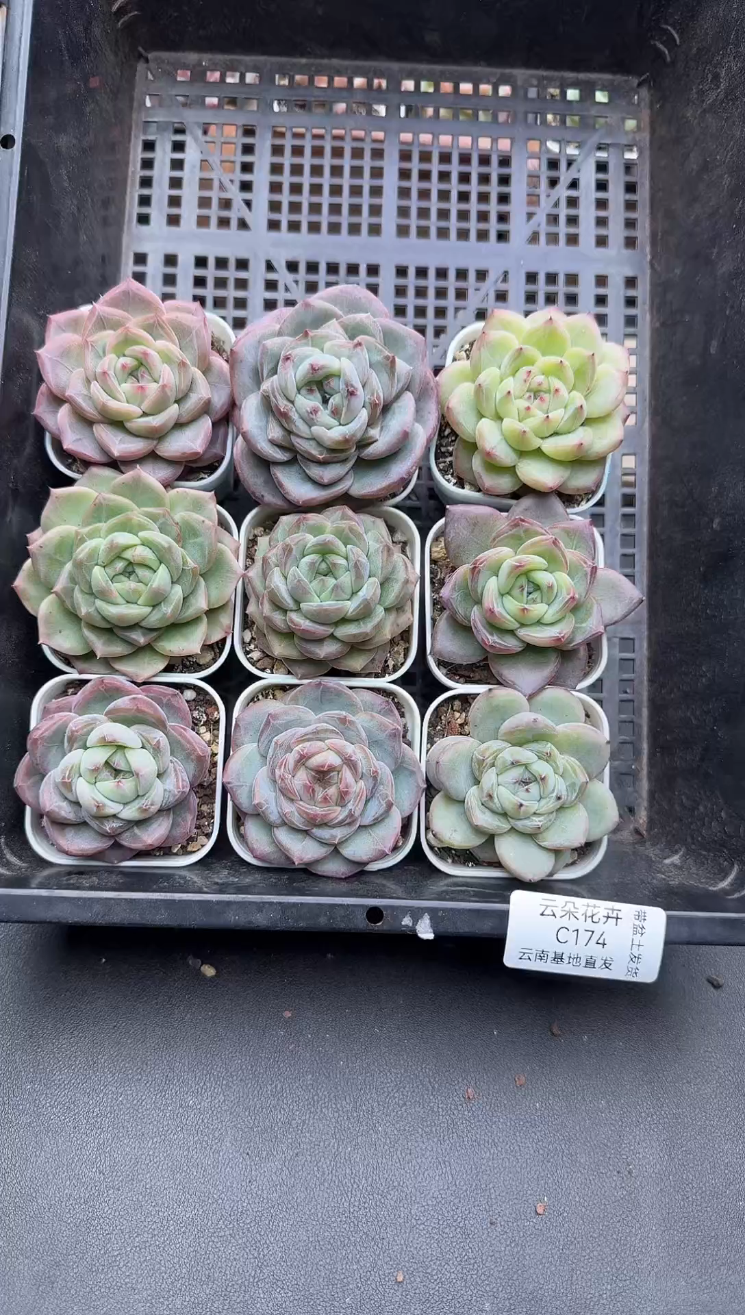 珍妮杂交多肉C174