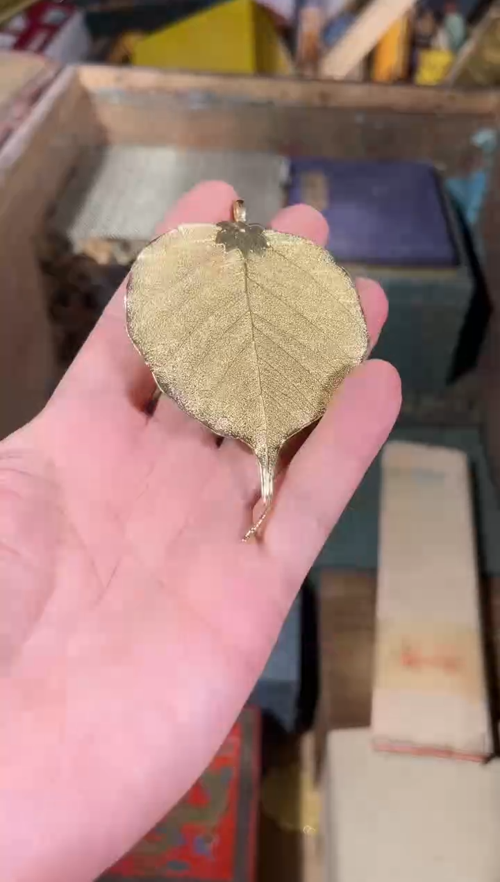 黄杨木11111111111111111111