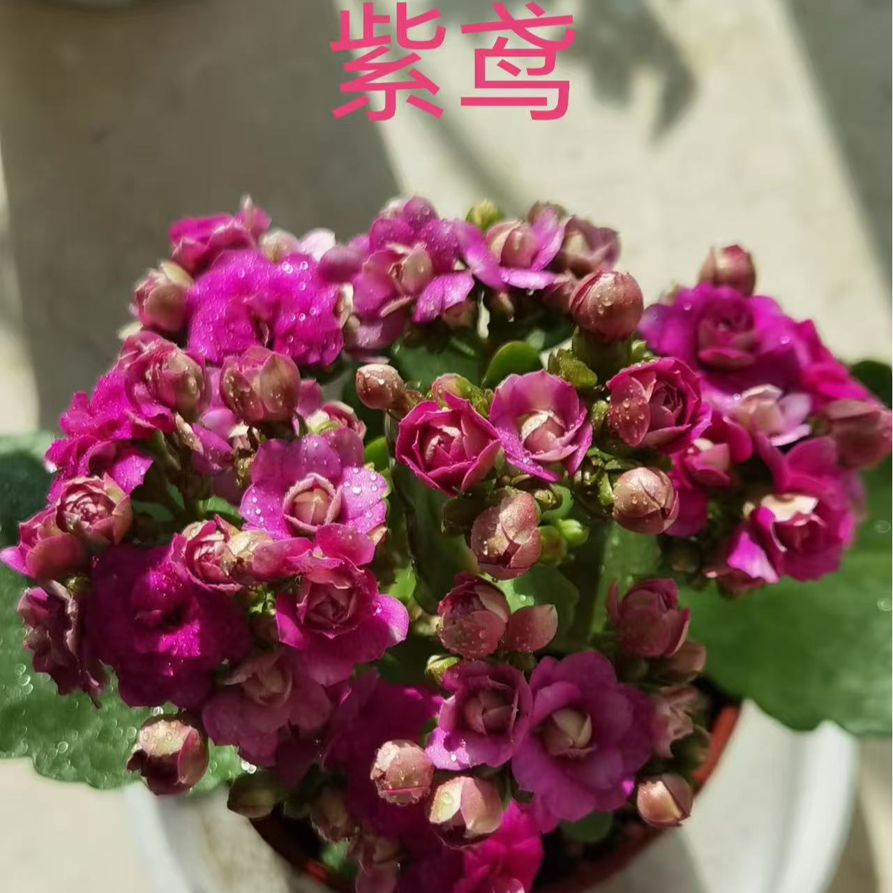 （紫鸳）长寿花盆栽重瓣大花带花苞四季开花室内阳台好养花卉