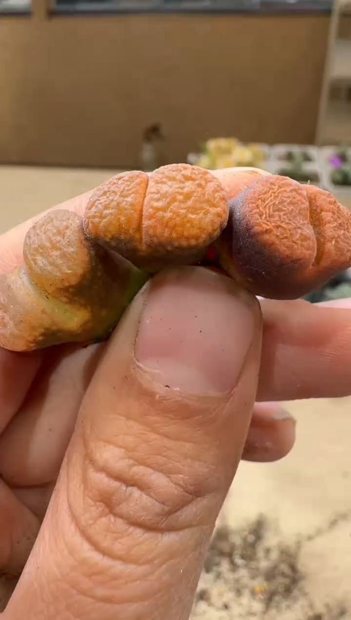 9-30多肉植物肉锥