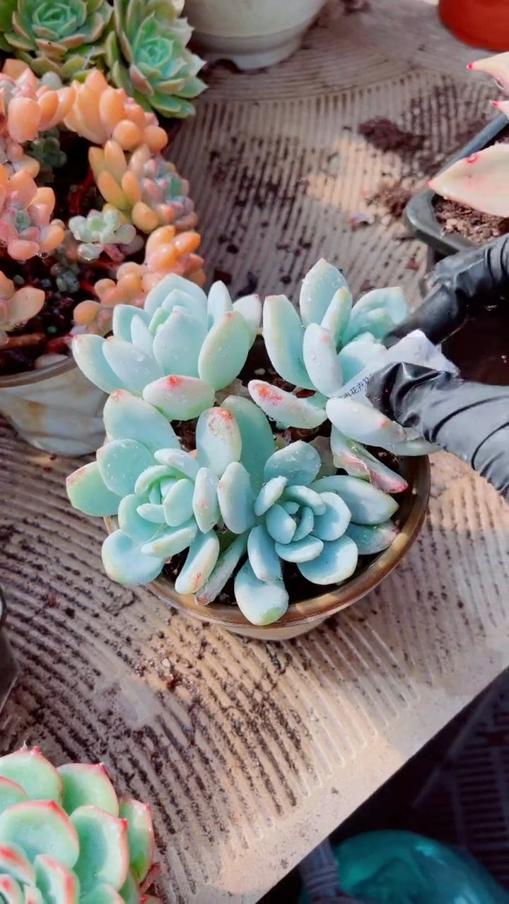 多****?跃跃精品多肉16093