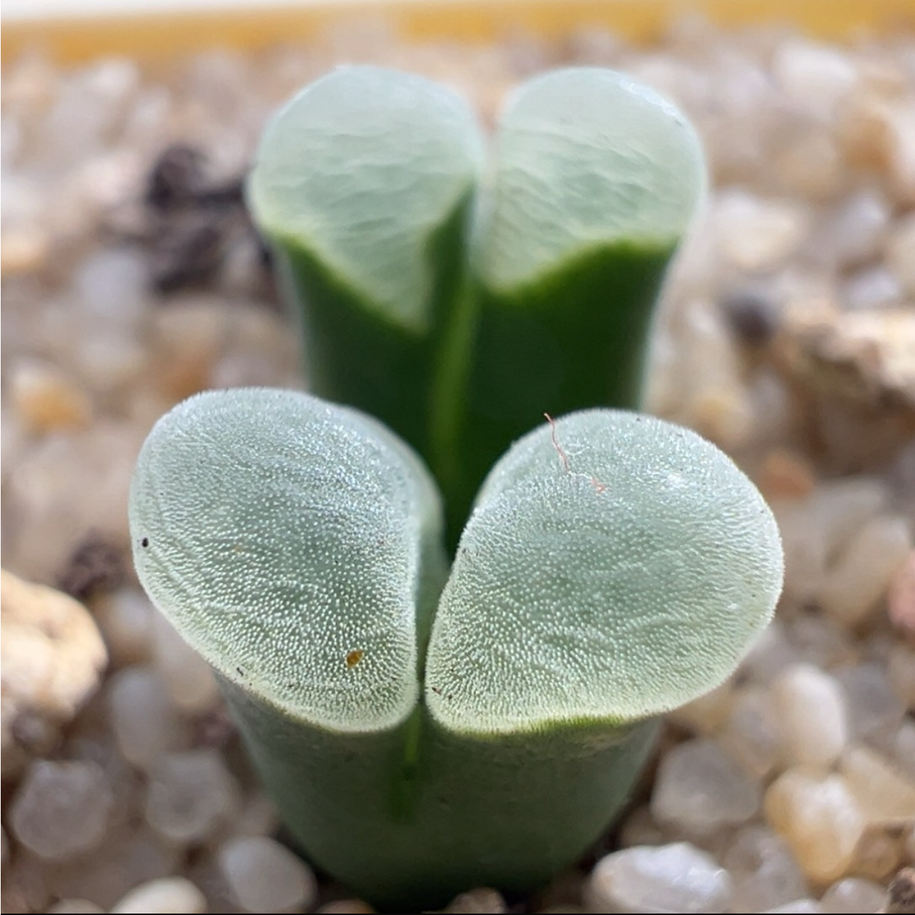 【柏实花园】翡翠绿翻窗多肉植物阳台办公室懒人园艺基地直发