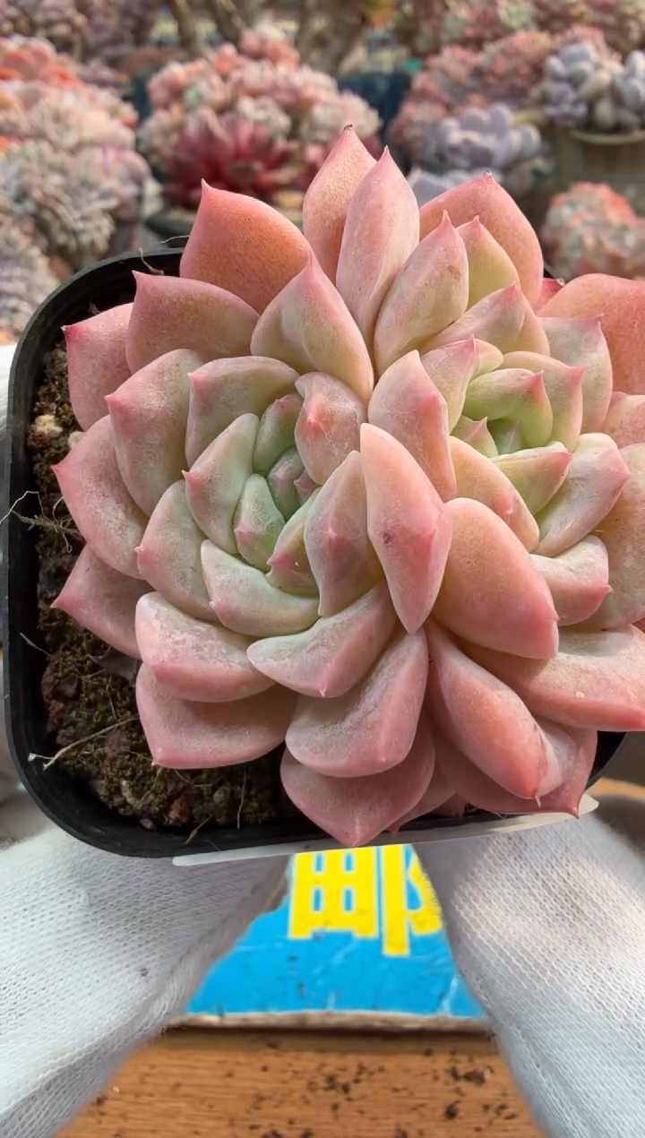 东云多肉园二店-462