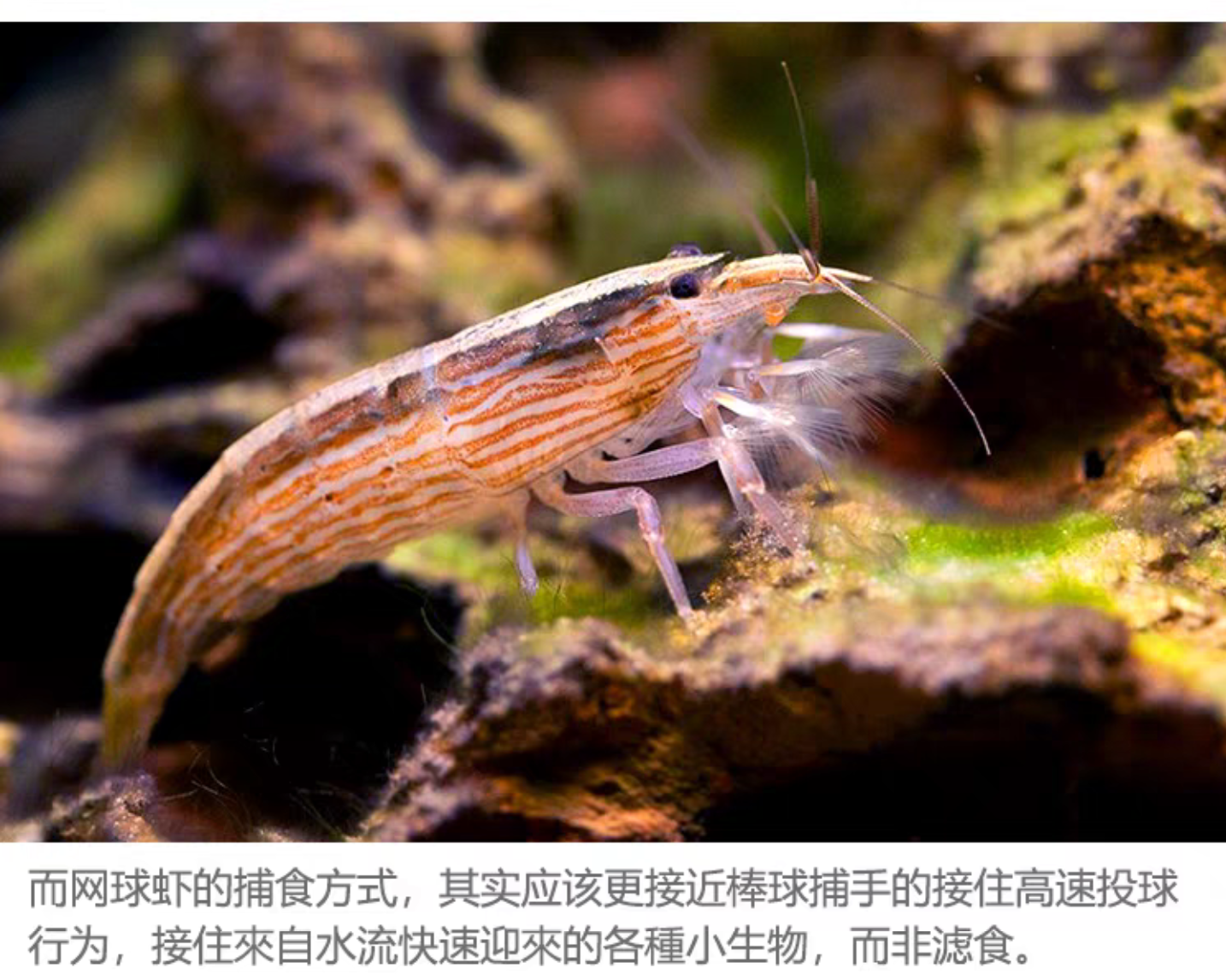木纹网球虾非洲巨网虾淡水观赏虾宠物虾非洲巨网虾除藻工具型虾