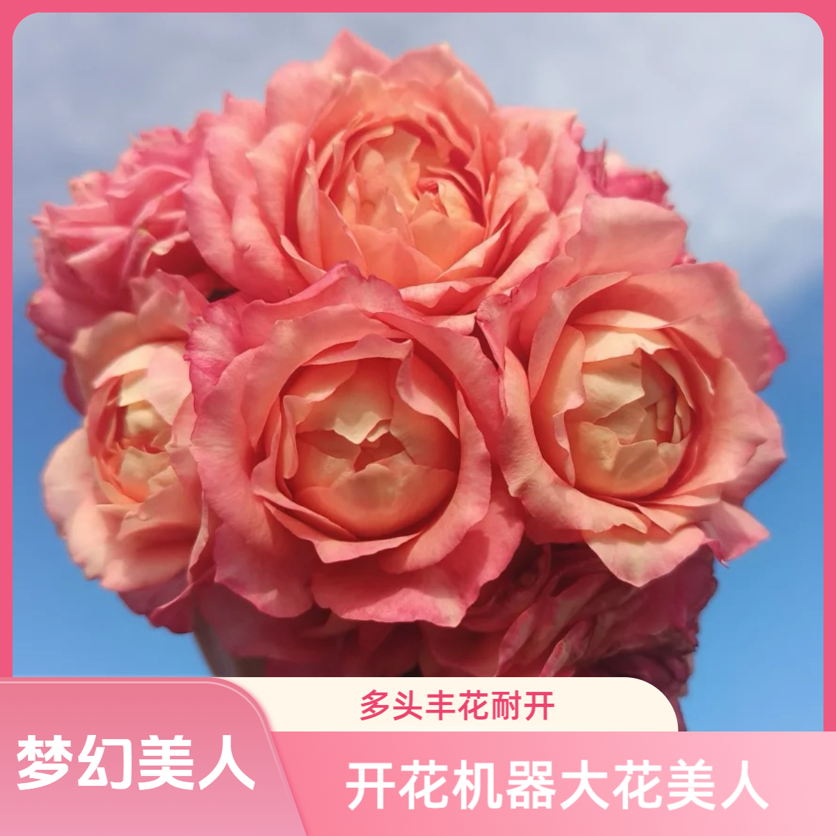 黑哥的花园梦幻美人月季单枝多头温柔橙粉耐热抗病基地直供四季开