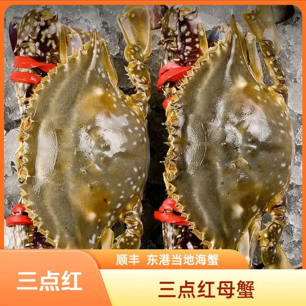 4【保鲜不保活】三点红大母蟹3两以上/只2-3斤装不保全腿微吐水