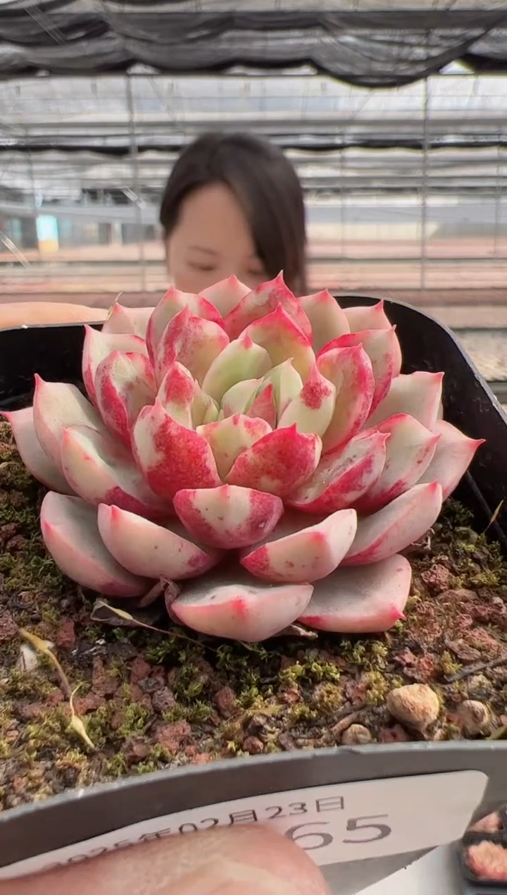 【闪购商品】新款多肉-01