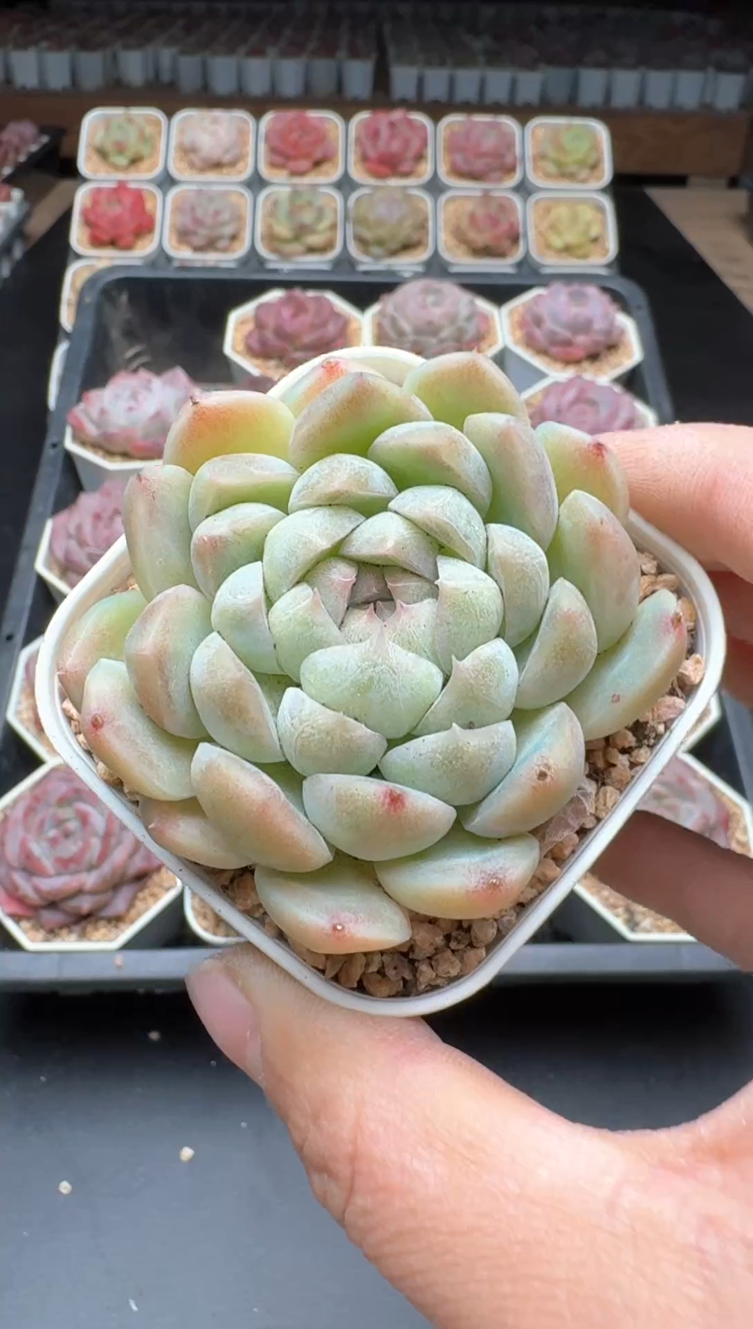 【闪购商品】653B物拍多肉带盆土6.5杯拍3颗包柚