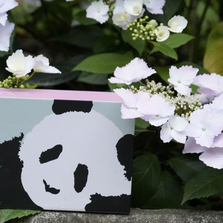 福宝五周岁纪念章-四枚装（曜日银）