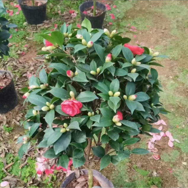 【高70-90带花苞原盆培育盆】茶花四季阳台花卉庭院好养活五色赤丹L