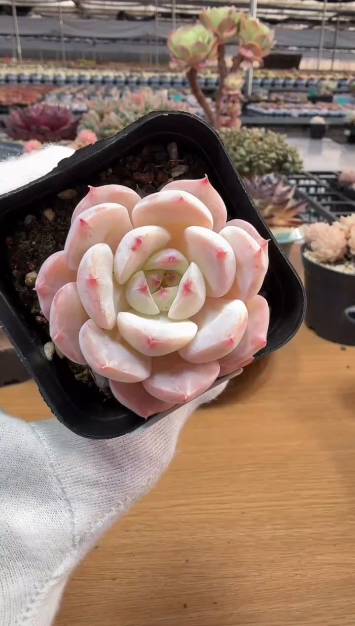 东云多肉园二店-233