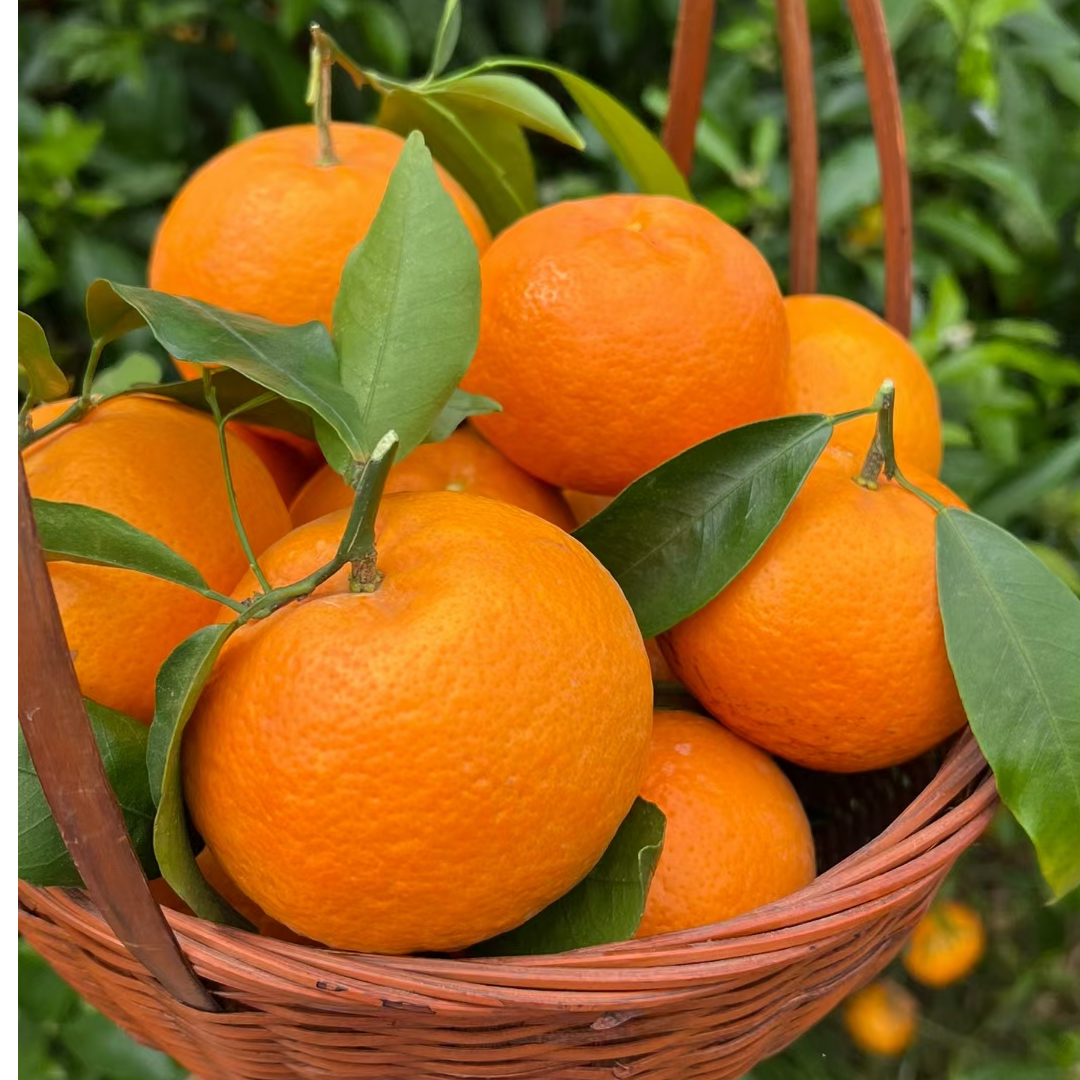 T《高原沃柑产地直发》云南高山种植新鲜沃柑应季水果基地新鲜