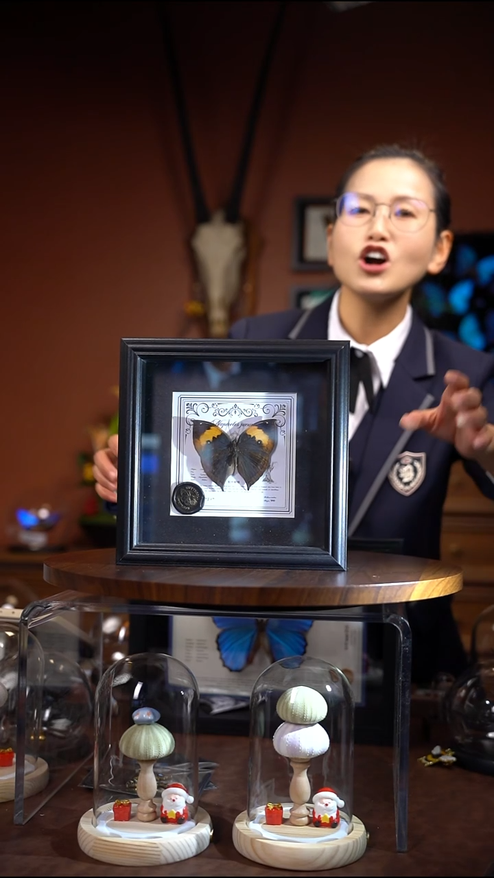 枯叶蝶8寸方框标本