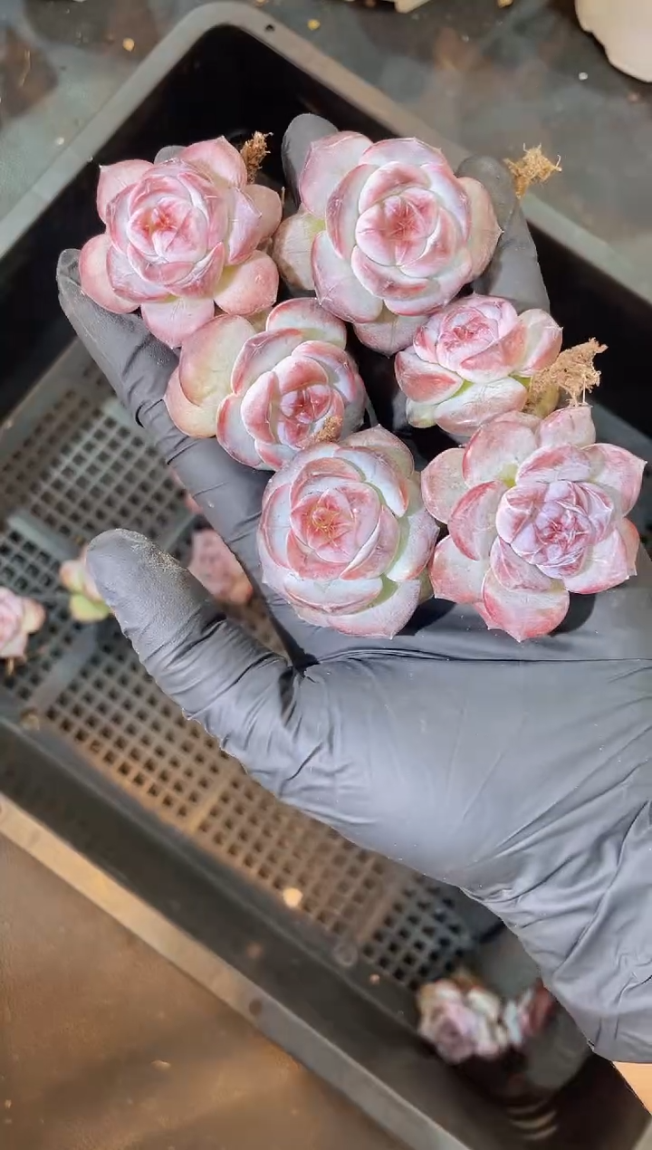 闪购11 罗兰之心小号一颗