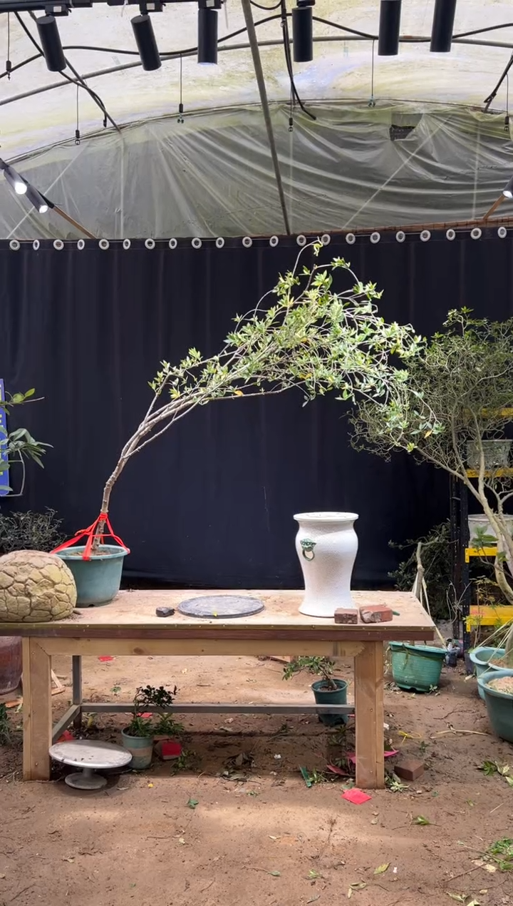 无花朵一***好海岛栀子花