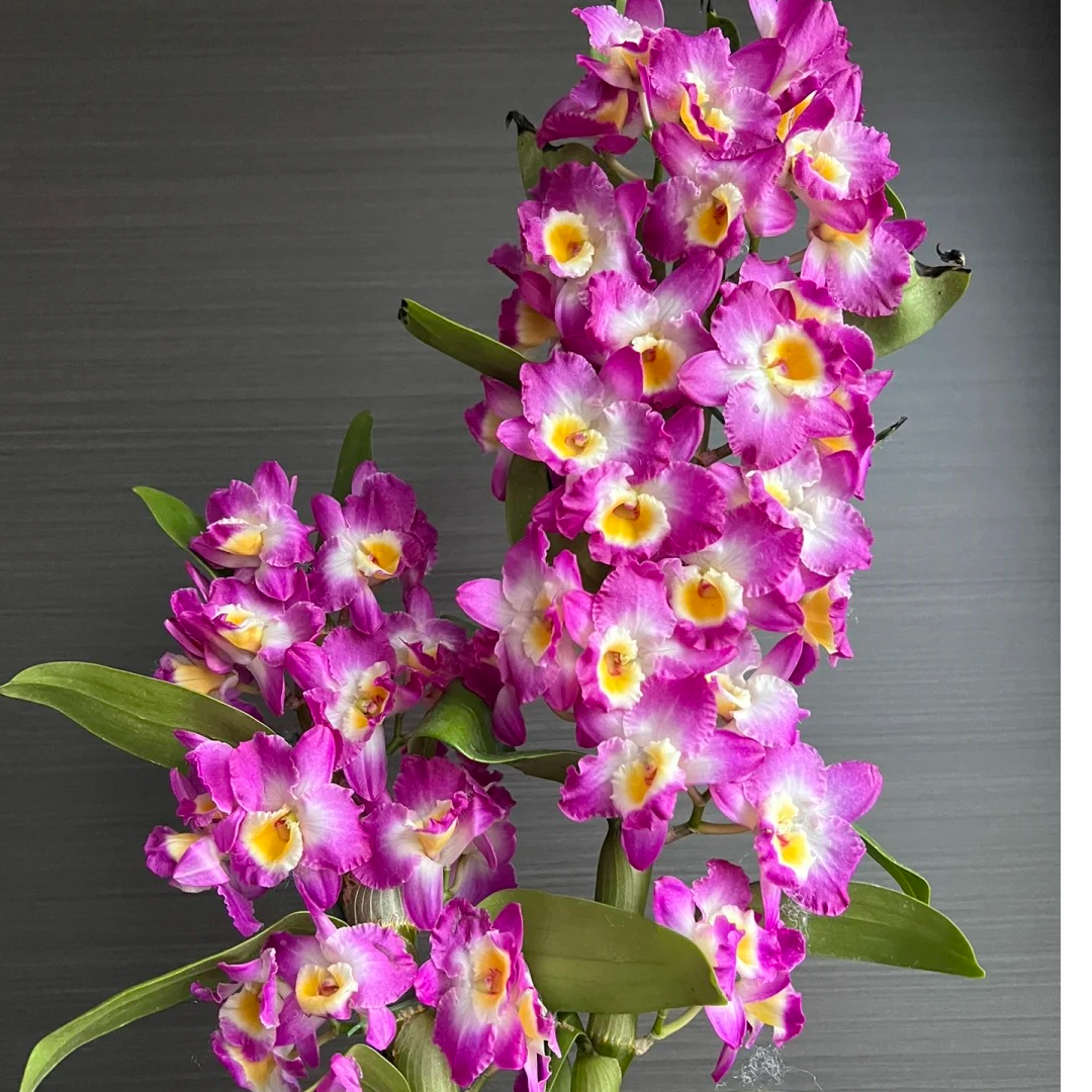 梦玫春石斛（花期长，爆花量大，花香）