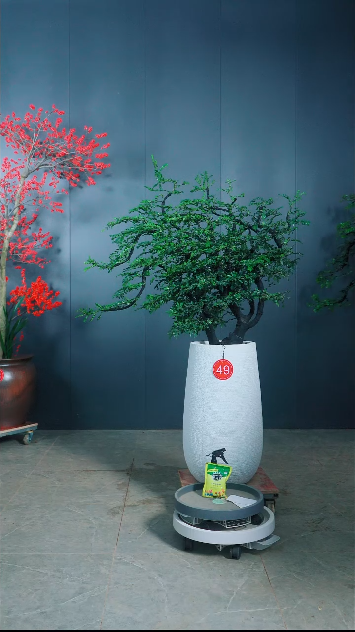 无花朵@*49广东小叶紫檀