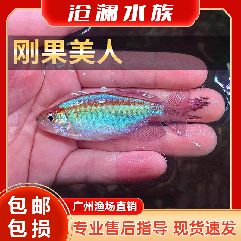 刚果美人鱼淡水草缸群游鱼热带观赏鱼扯旗鱼蓝刚果美人小型鱼活体