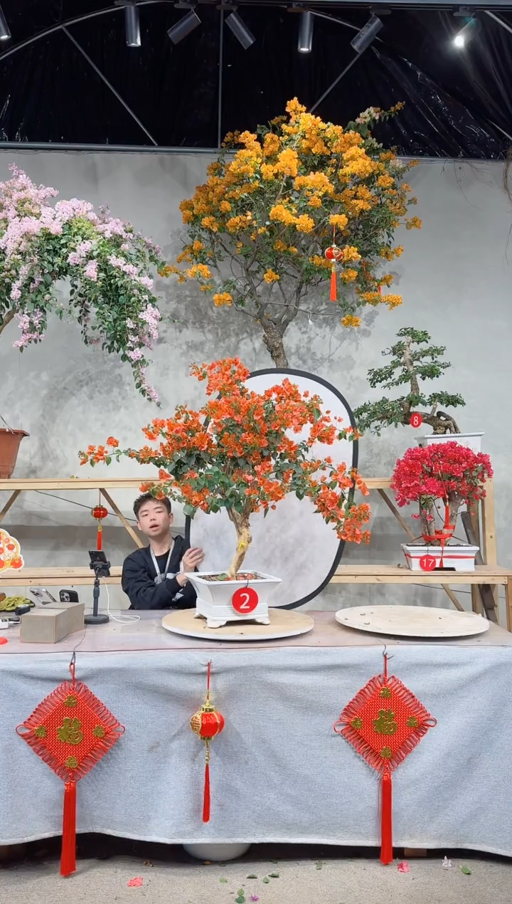 【闪购商品】盆景绿叶橙