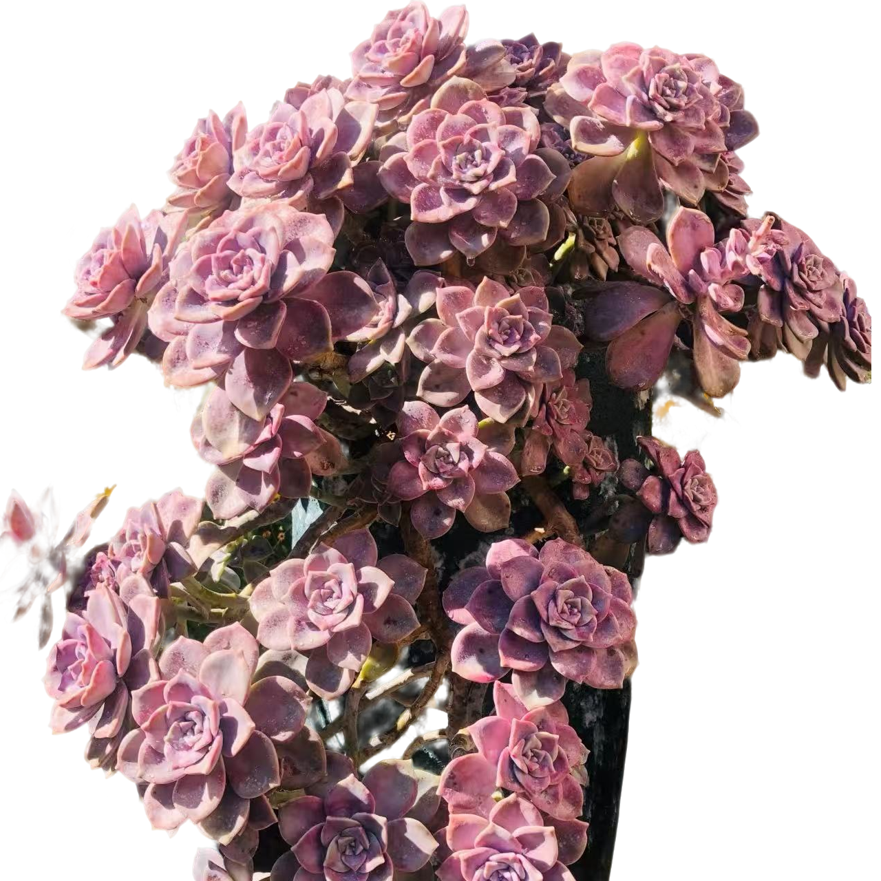 精品多肉  鹅肝紫乐25cm（轻微断枝不售后）