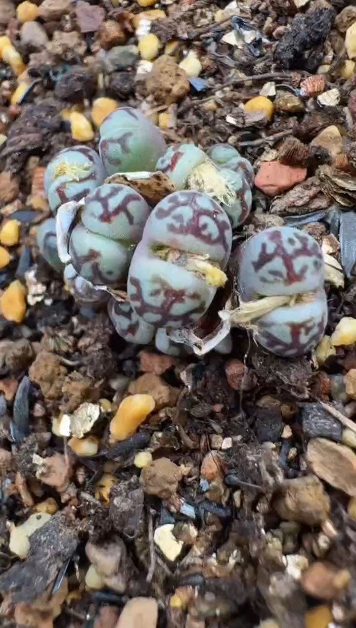 l**u多肉植物肉锥4-109