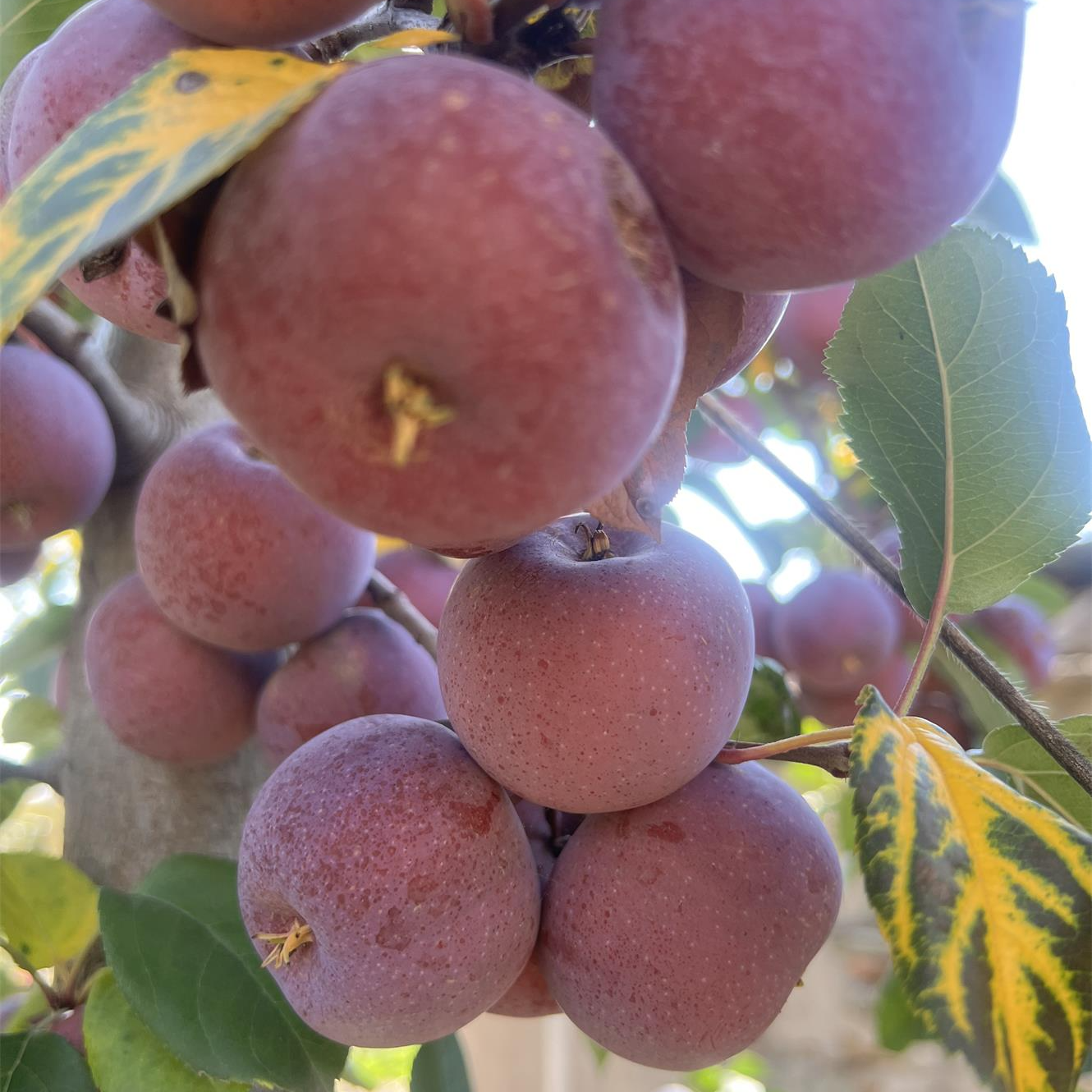 山东钙果龙丰果沙果大秋果【原产地东北】沂蒙山种植酸甜口感升级