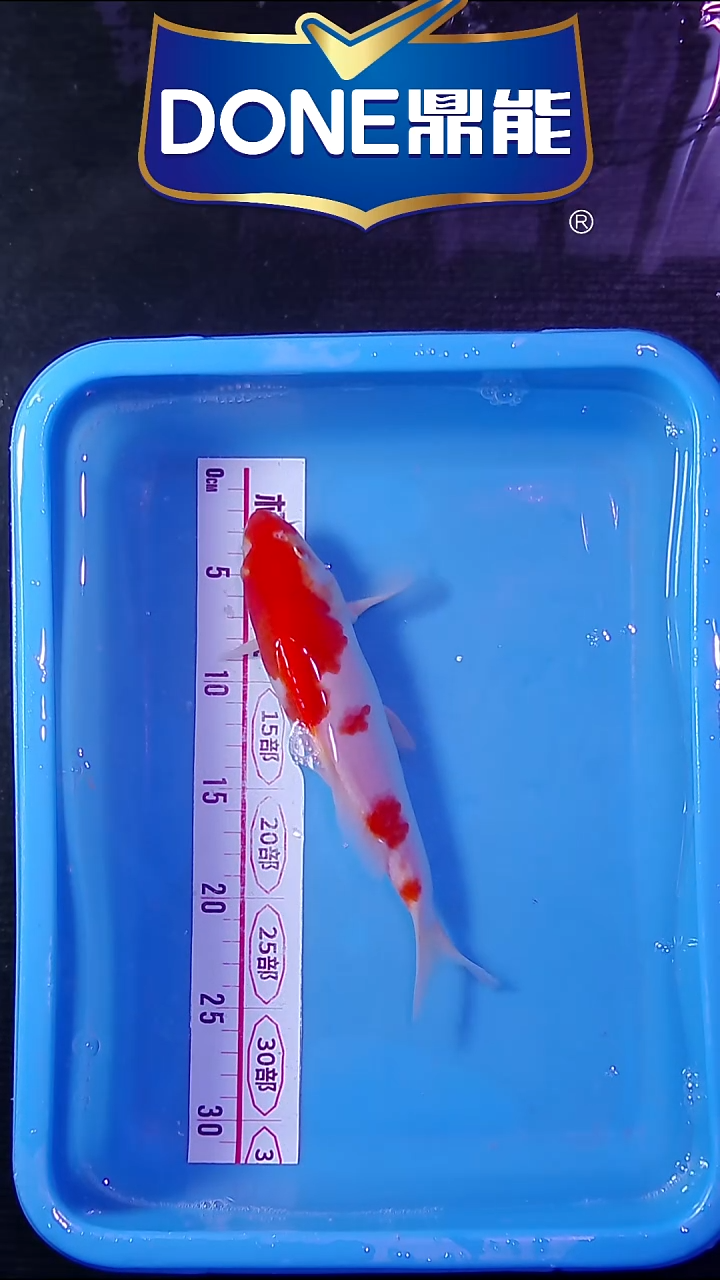 锦鲤鱼悦直播间菁选 25号