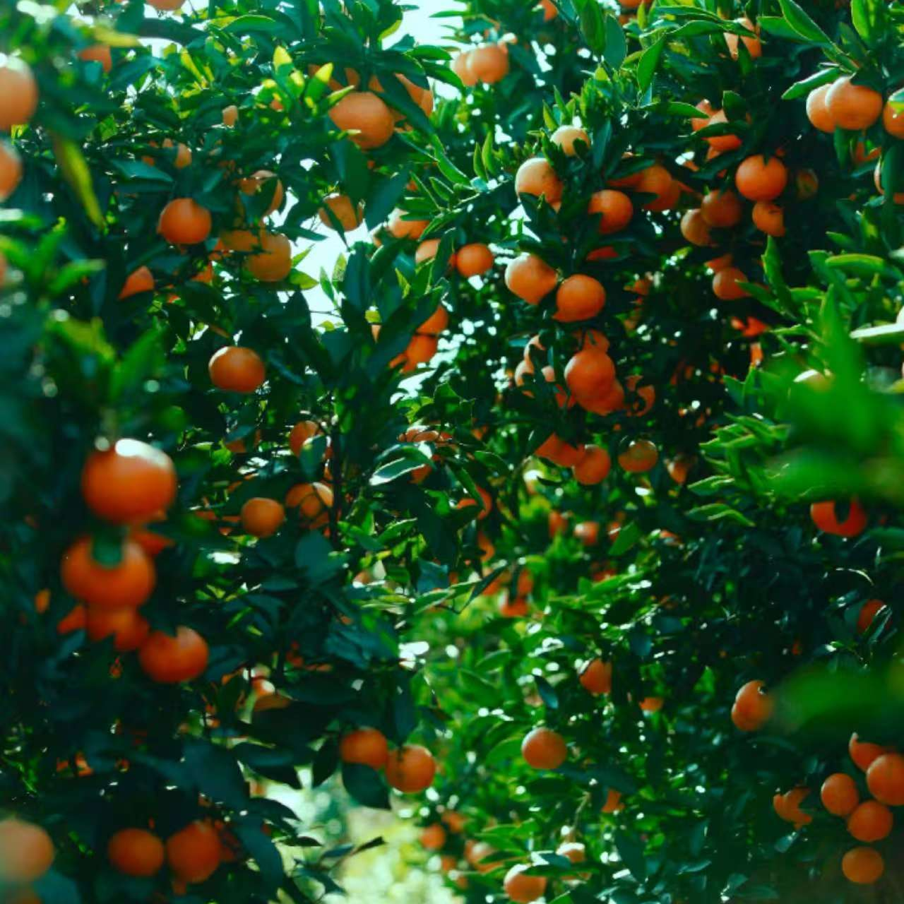 脐橙 东方红橘美国糖橘苗 柑橘类 直播间一物一拍盲拍不发货