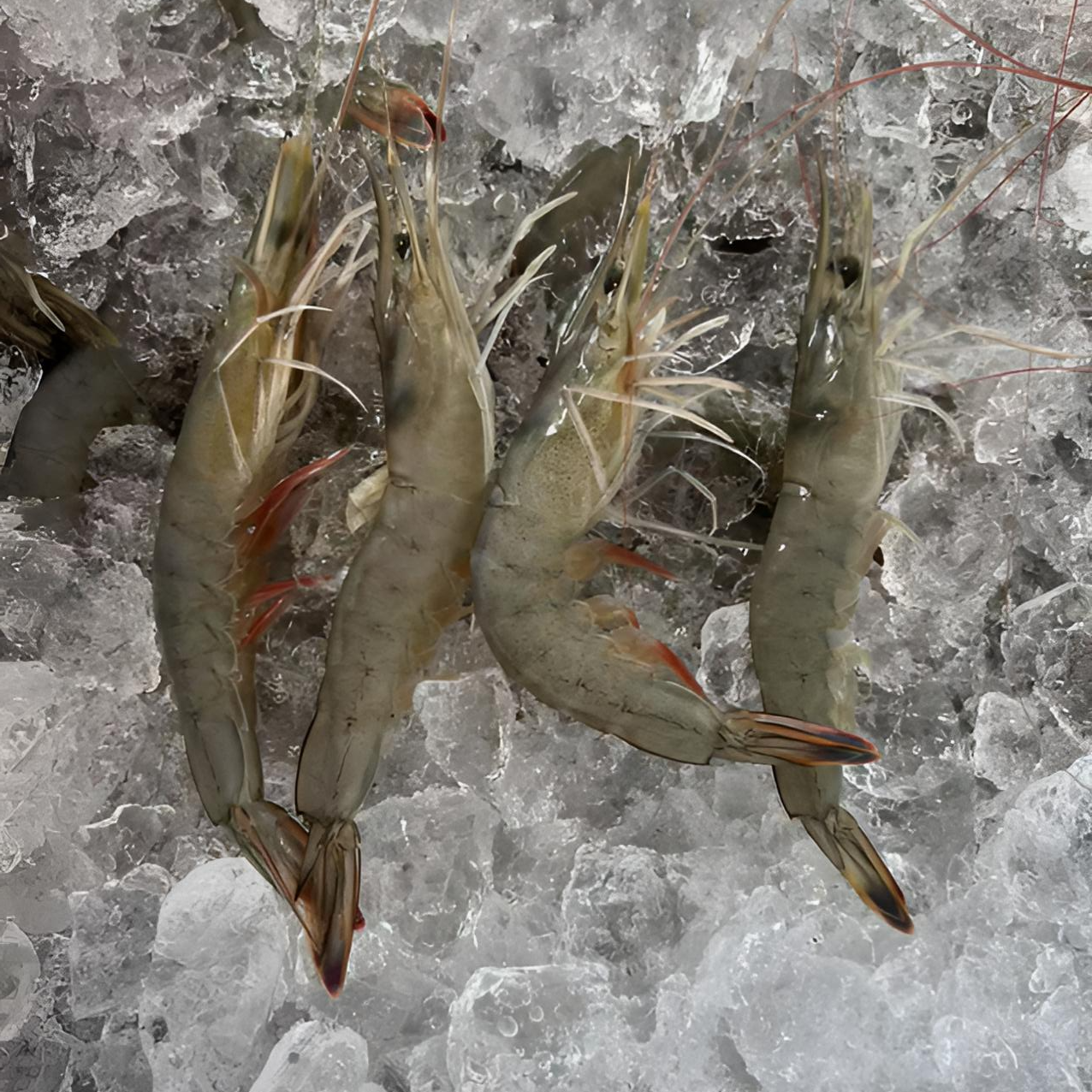 速冻东方虾一斤31-35头 3斤装速冻发货丹东东港本地对虾