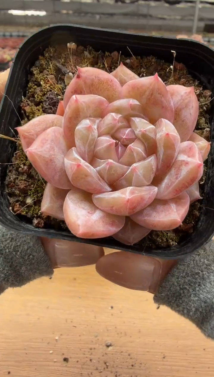 东云多肉园二店-40