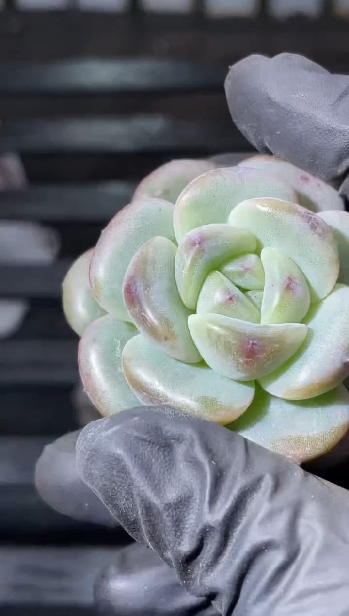 17-6piu皮小牛3-4厘米量拍发一颗