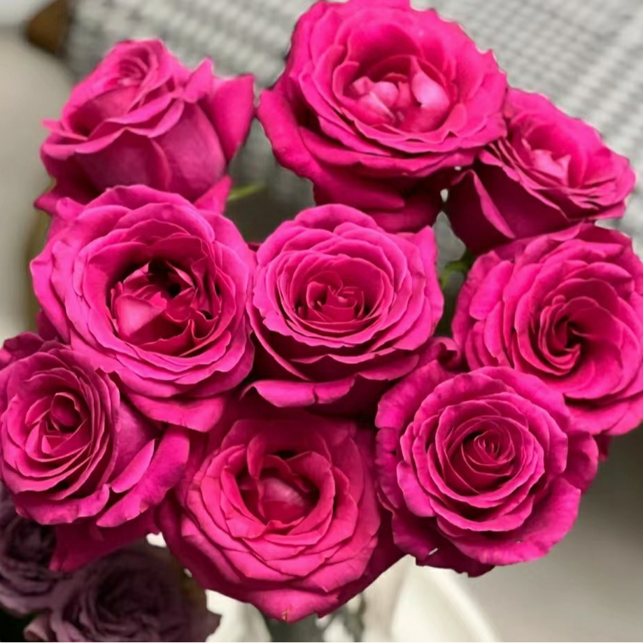 【顺丰包邮】鲜花直播现场卖花教师节弗洛伊德玫瑰云南基地新鲜直发