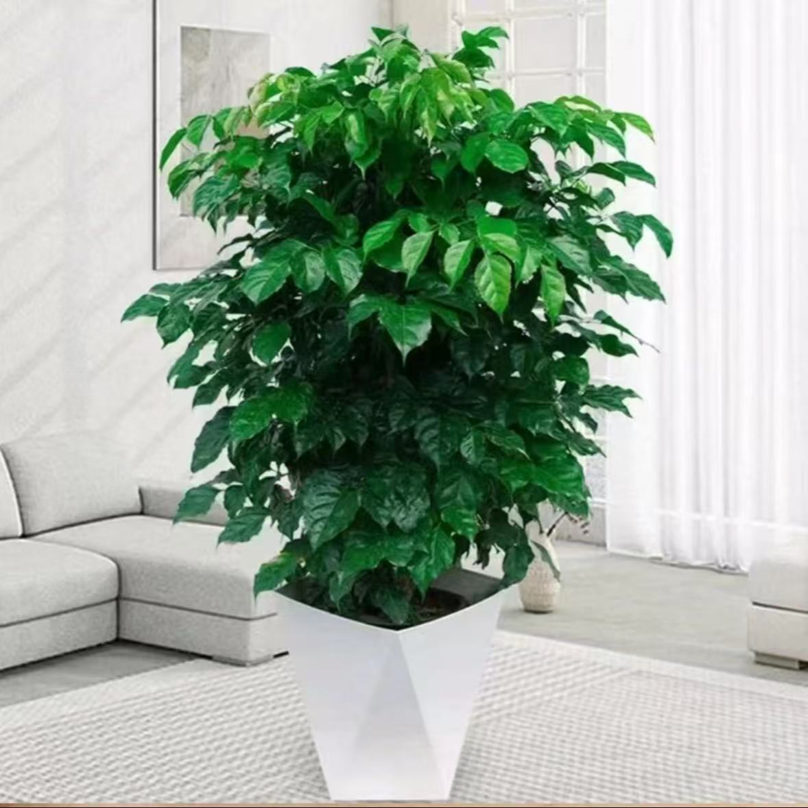 【1米左右】丛生幸福树客厅盆栽四季常青吸甲醛净化空气好养绿植