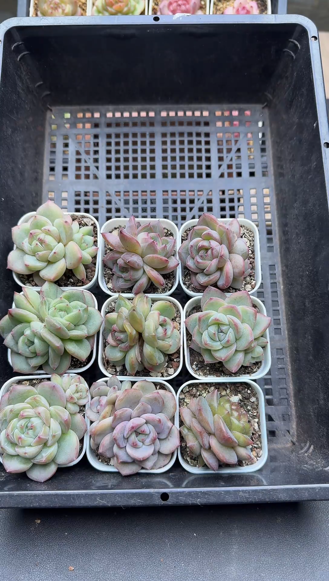 珍妮杂交多肉C914