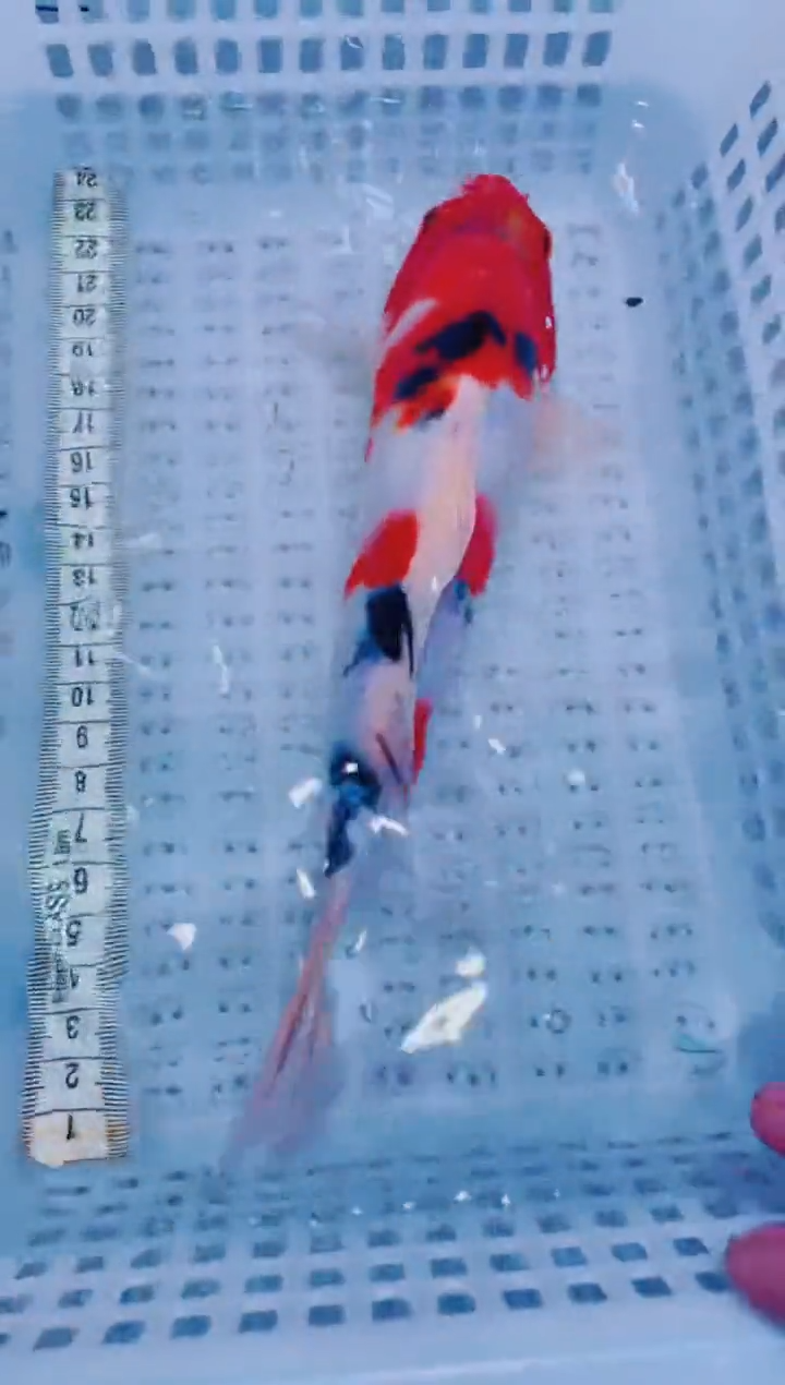 锦鲤血统锦鲤全场包邮13