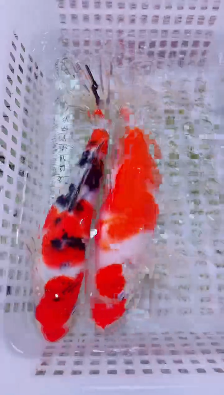 锦鲤血统锦鲤全场包邮25