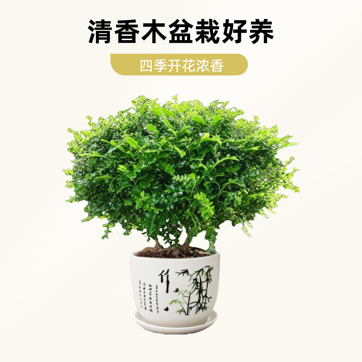 清香木盆栽四季开花浓香型花卉庭院室内好养驱蚊盆景