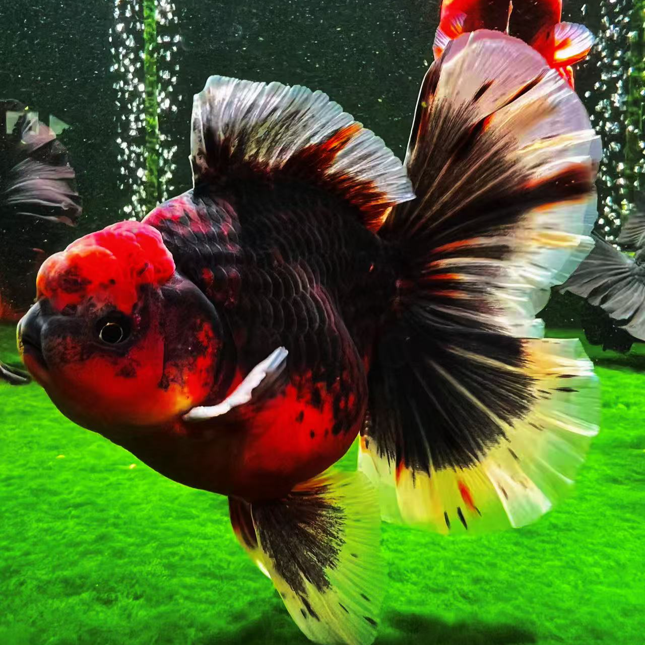 观赏鱼将军百褶泰狮（直播间挑选为准，0度以下勿拍）